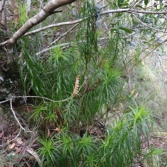 Dracophyllum secundum at Twelve Mile Peg, NSW - 10 Aug 2024 01:19 PM