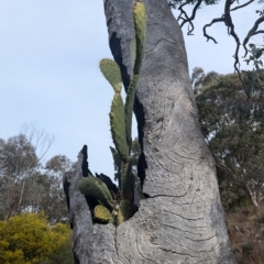 Opuntia ficus-indica at Kambah, ACT - 16 Aug 2024