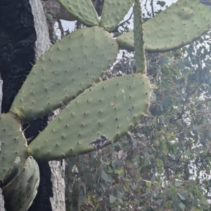 Opuntia ficus-indica at Kambah, ACT - 16 Aug 2024