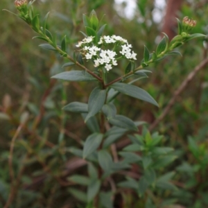 Platysace lanceolata at Tianjara, NSW - 10 Aug 2024