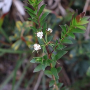 Platysace lanceolata at Tianjara, NSW - 10 Aug 2024