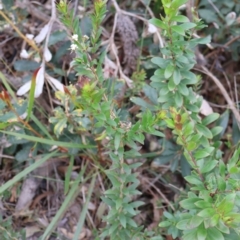 Platysace lanceolata at Tianjara, NSW - 10 Aug 2024 01:32 PM