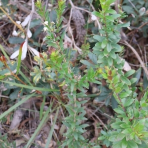 Platysace lanceolata at Tianjara, NSW - 10 Aug 2024