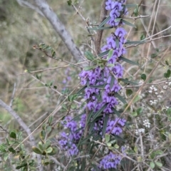 Hovea heterophylla (Common Hovea) at Kambah, ACT - 16 Aug 2024 by HelenCross