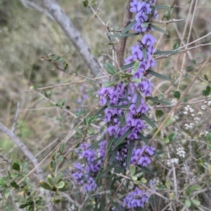 Hovea heterophylla at Kambah, ACT - 16 Aug 2024 01:54 PM