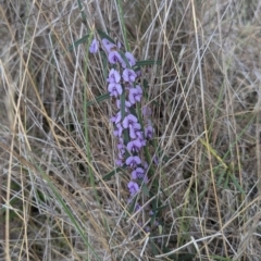 Hovea heterophylla at Kambah, ACT - 16 Aug 2024 01:54 PM