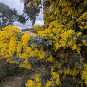 Acacia baileyana at Kambah, ACT - 16 Aug 2024 01:37 PM