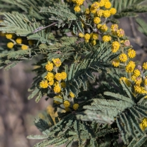 Acacia dealbata subsp. dealbata at Kambah, ACT - 16 Aug 2024 03:34 PM