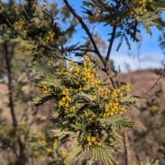 Acacia dealbata subsp. dealbata at Kambah, ACT - 16 Aug 2024 03:34 PM