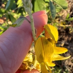 Crotalaria pallida subsp. obovata (Streaked Rattlepod) at Castle Hill, QLD - 16 Aug 2024 by lbradley