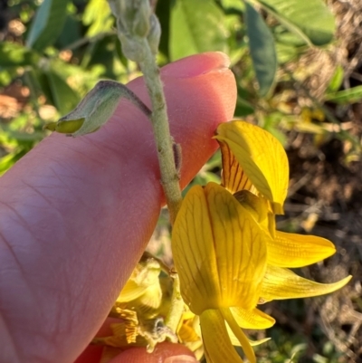 Crotalaria pallida subsp. obovata (Streaked Rattlepod) at Castle Hill, QLD - 16 Aug 2024 by lbradley