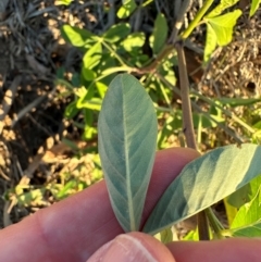 Crotalaria pallida subsp. obovata at Castle Hill, QLD - 16 Aug 2024 05:30 PM