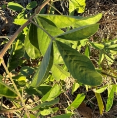 Crotalaria pallida subsp. obovata at Castle Hill, QLD - 16 Aug 2024