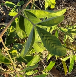 Crotalaria pallida subsp. obovata at Castle Hill, QLD - 16 Aug 2024 05:30 PM