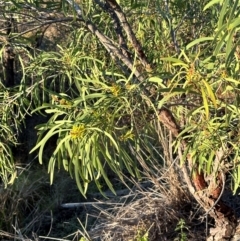 Persoonia falcata (Wild Pear) at Castle Hill, QLD - 16 Aug 2024 by lbradley