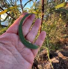 Persoonia falcata at Castle Hill, QLD - 16 Aug 2024