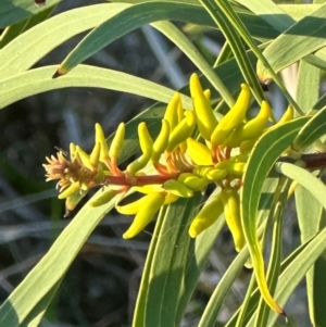 Persoonia falcata at Castle Hill, QLD - 16 Aug 2024 05:26 PM