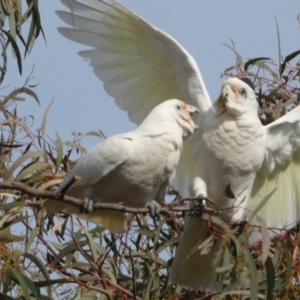 Cacatua sanguinea at Jerrabomberra, NSW - 16 Aug 2024