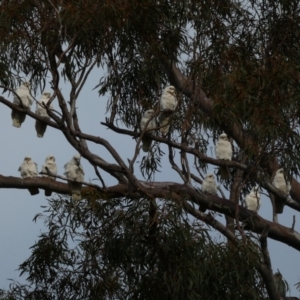 Cacatua sanguinea at Jerrabomberra, NSW - 16 Aug 2024