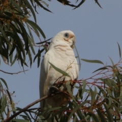 Cacatua sanguinea at Jerrabomberra, NSW - 16 Aug 2024