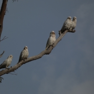 Cacatua sanguinea at Jerrabomberra, NSW - 16 Aug 2024