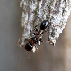 Podomyrma elongata (Muscleman Tree Ant) at Ainslie, ACT - 16 Aug 2024 by Hejor1