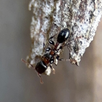 Podomyrma elongata (Muscleman Tree Ant) at Ainslie, ACT - 16 Aug 2024 by Hejor1