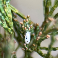 Monophlebulus sp. (genus) at Ainslie, ACT - 16 Aug 2024 by Hejor1