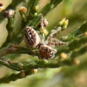 Opisthoncus sp. (genus) at Ainslie, ACT - 16 Aug 2024