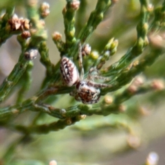 Opisthoncus sp. (genus) at Ainslie, ACT - 16 Aug 2024