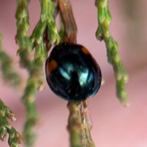 Orcus bilunulatus at Ainslie, ACT - 16 Aug 2024