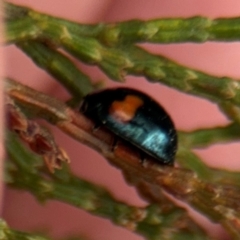 Orcus bilunulatus at Ainslie, ACT - 16 Aug 2024