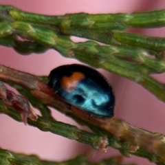 Orcus bilunulatus at Ainslie, ACT - 16 Aug 2024