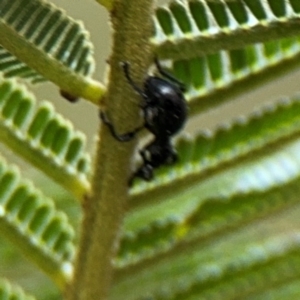 Rhynolaccus sp. (genus) at Ainslie, ACT - 16 Aug 2024