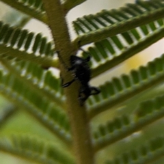 Rhynolaccus sp. (genus) at Ainslie, ACT - 16 Aug 2024