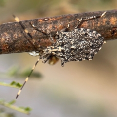 Alcaeus varicornis at Ainslie, ACT - 16 Aug 2024