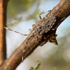 Alcaeus varicornis at Ainslie, ACT - 16 Aug 2024