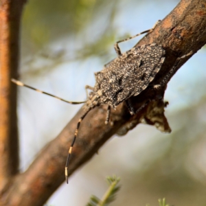 Alcaeus varicornis at Ainslie, ACT - 16 Aug 2024 03:59 PM