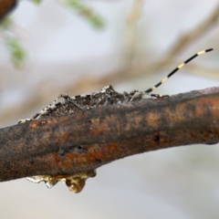 Alcaeus varicornis at Ainslie, ACT - 16 Aug 2024 03:59 PM