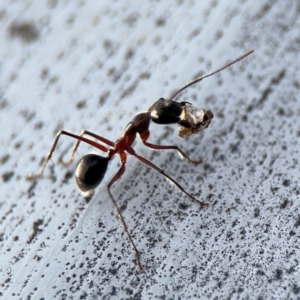 Camponotus intrepidus at Ainslie, ACT - 16 Aug 2024