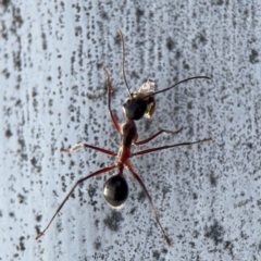 Camponotus intrepidus at Ainslie, ACT - 16 Aug 2024