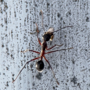 Camponotus intrepidus at Ainslie, ACT - 16 Aug 2024