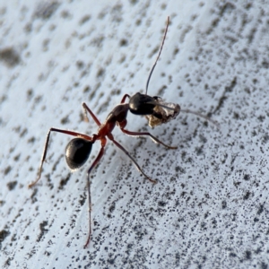 Camponotus intrepidus at Ainslie, ACT - 16 Aug 2024