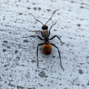 Polyrhachis ammon at Ainslie, ACT - 16 Aug 2024 03:58 PM