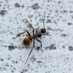 Polyrhachis ammon at Ainslie, ACT - 16 Aug 2024 03:58 PM