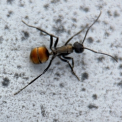 Polyrhachis ammon at Ainslie, ACT - 16 Aug 2024