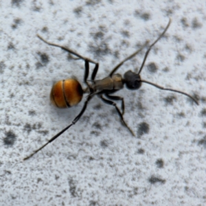 Polyrhachis ammon at Ainslie, ACT - 16 Aug 2024 03:58 PM