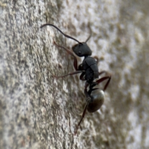 Polyrhachis phryne at Ainslie, ACT - 16 Aug 2024