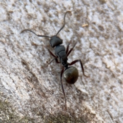 Polyrhachis phryne at Ainslie, ACT - 16 Aug 2024