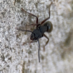 Polyrhachis phryne at Ainslie, ACT - 16 Aug 2024